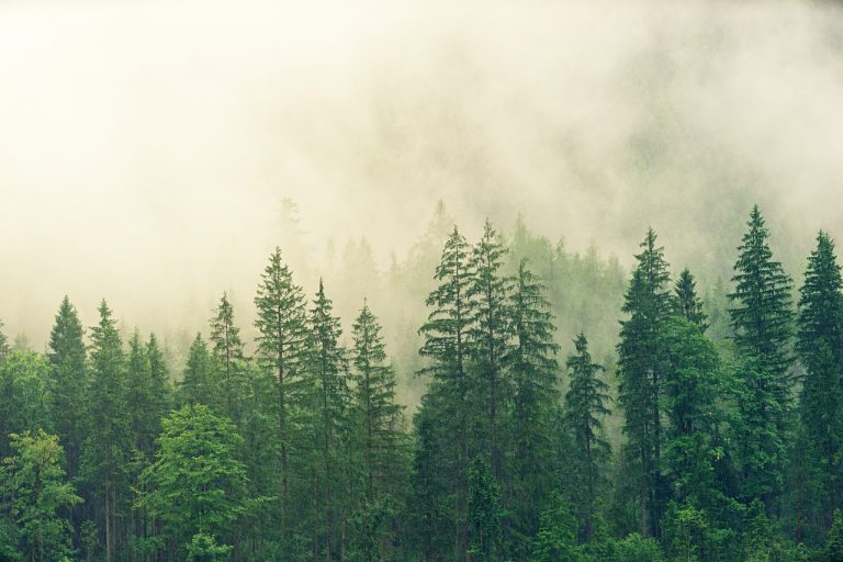 forest, laptop wallpaper, mac wallpaper